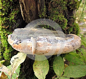 Mushrooms of Russia - Bordered tinder and slug