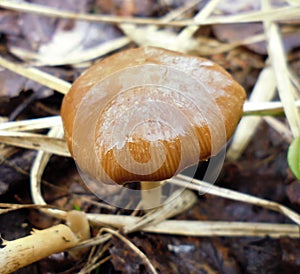 Mushrooms of Russia - Common webcap