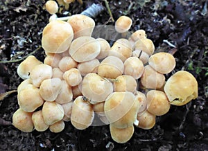 Mushrooms of Russia - false honey fungus sulfur-yellow