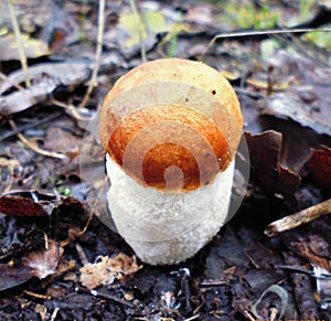 Mushrooms of Russia - red aspen