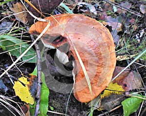 Mushrooms of Russia - red aspen (half moon or packman)