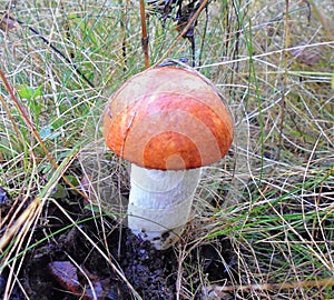 Mushrooms of Russia - red aspen mushroom