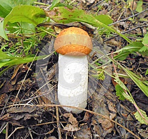 Mushrooms of Russia - red aspen mushroom