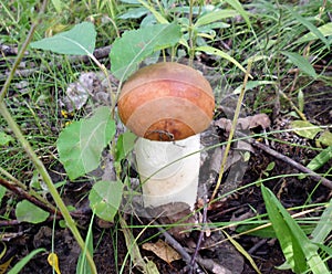 Mushrooms of Russia - red aspen mushroom