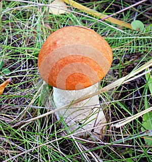 Mushrooms of Russia - red aspen mushroom