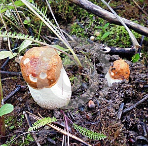 Mushrooms of Russia - red aspen mushroom (a couple)