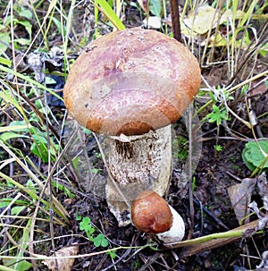 Mushrooms of Russia - red aspen mushroom (a couple)