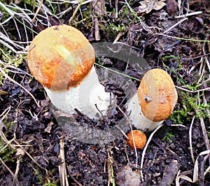 Mushrooms of Russia - red aspen mushroom (three together)