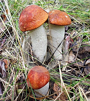 Mushrooms of Russia - red aspen mushroom (three together)