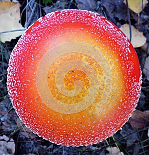 Mushrooms of Russia - red fly agaric (the perfect circle)