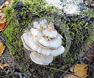 Mushrooms of Russia - smoky tinder (under the snow)