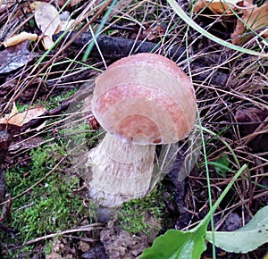 Mushrooms of Russia - White boletus