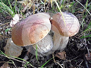 Mushrooms of Russia - White boletus (a couple)