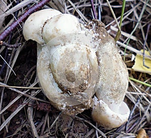 Mushrooms of Russia - White boletus (phenomenon - conjoined trio jack)