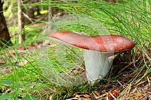 Mushrooms Russula