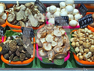 Mushrooms, Saint Josep Market, Barcelona photo