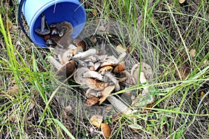 Mushrooms scattered from a blue bucket outdoor
