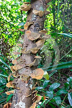 Mushrooms science names `Polyporaceae photo