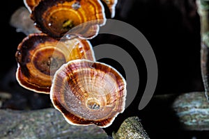 Mushrooms science names `Polyporaceae` on wood in the forest photo