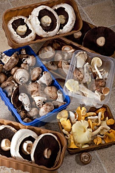 Selection of wild and commercially cultivated mushrooms photo