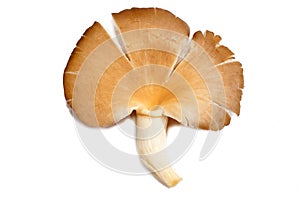 Mushrooms Series 09