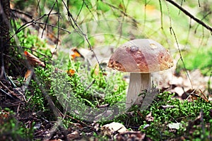Mushrooms Series: Porcini (Penny Bun, Cep)