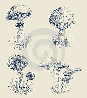 Mushrooms set hand drawings