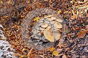 Mushrooms. Sevenlakes National Park in Autumn Bolu Turkey. Yedigoller milli park