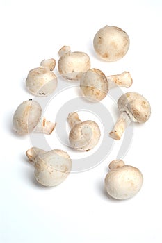 Mushrooms,Several mushrooms on a white background