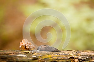 Mushrooms and Slug