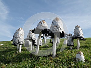 Mushrooms small forest