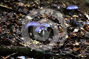 Mushrooms in Spain - cortinarius