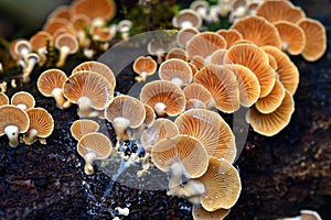 Mushrooms of the species Crepidotus variabilis growing on dead wood