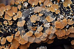 Mushrooms of the species Crepidotus variabilis growing on dead wood