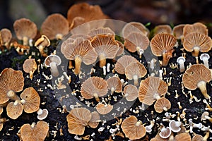 Mushrooms of the species Crepidotus variabilis growing on dead wood