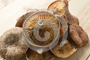 Mushrooms stacked on a background