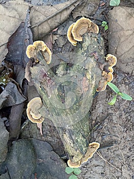mushrooms on a stick. boyolali 12 may 2022.
