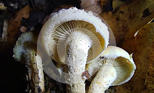 Mushrooms sticks together