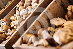 Mushrooms in store