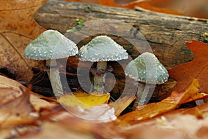 Mushrooms - Stropharia aeruginosa