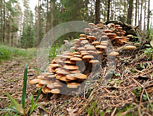 Mushrooms on the Stub
