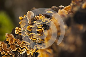 Mushrooms on a stump