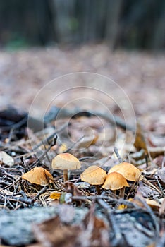 Mushrooms on a stump