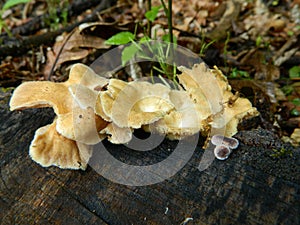 Mushrooms on a stump