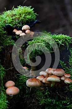 mushrooms on a stump in the autumn forest