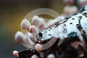 mushrooms on a stump