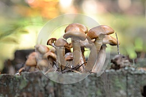 Mushrooms on a stump