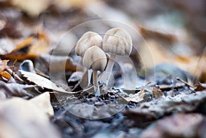 Mushrooms on a stump