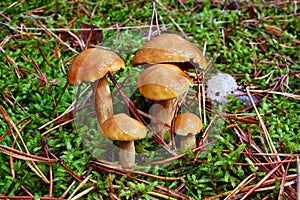 Mushrooms suillus bovinus