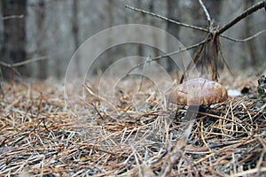 Mushrooms of Suillus grow in forest. Lonely mushroom growing in coniferous wood photo
